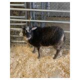 Shetland ewe young INFL7381