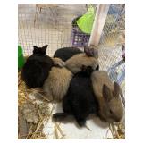 Baby rabbits