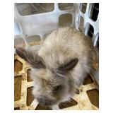 Tan Lion head rabbit