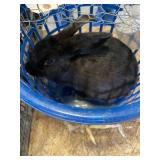 Black rabbit