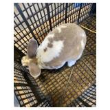 Tan and white rabbit