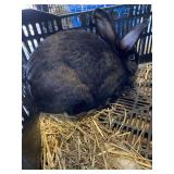 Black rabbit