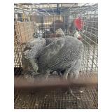 guineas