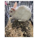doe rabbit