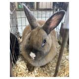 brown dwarf rabbit