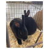 black mini rex rabbits
