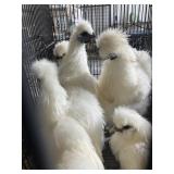 white silkies