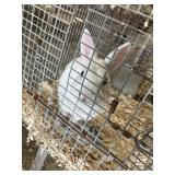 white dwarf rabbit