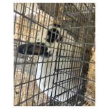 spotted dwarf rabbit