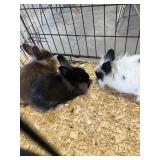 lionhead bunnies
