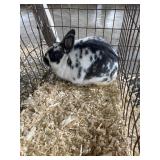 spotted dwarf rabbit