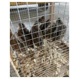 Jumbo cortinx quail