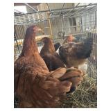 chickens