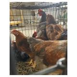 six roosters