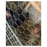 chickens