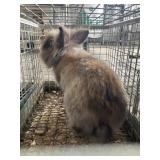 tort lionhead doe