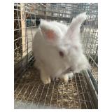 REW lionhead buck