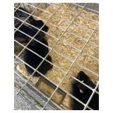 black rex bunnies