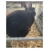 black otter buck mini rex