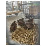 quail