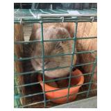Jr English lop buck