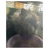 Jr Lionhead doe