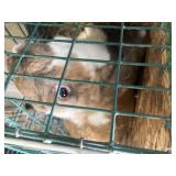 Jr English Lop buck