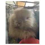 Jr Lionhead buck