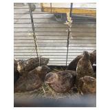 Jumbo corturnix quail