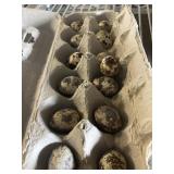 Dozen jumbo cortnix quail eggs