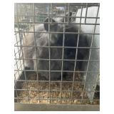 Jr lionhead buck