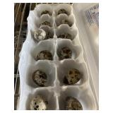 Dozen Jumbo cortnix quail eggs