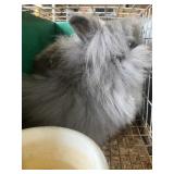 Sr Lionhead doe