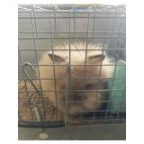 Jr Lionhead buck