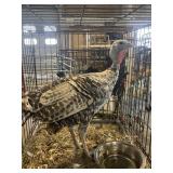 Narregessett turkey hen