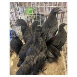 Laughing / Ayam Cemani mix chickens