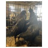 Laughing / Ayam Cemani mix chickens