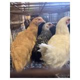 pullets