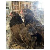 Easter Egger hens
