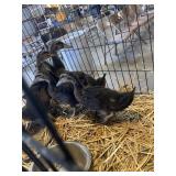 Young Rouen  ducks
