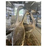 African geese