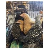 pullets