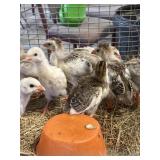 Brown/white/pied/Pinto guinea keets