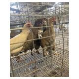 1 Houdan 3 Easter egger hens
