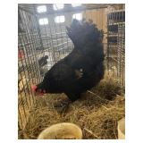 Majistic midnight Maron Hen