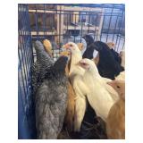 Pullets