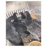 Pullets