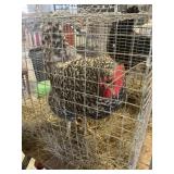 Barred rock hen