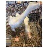 White Chinese Goslings