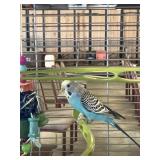 Parakeet with cage